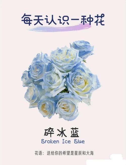 送女朋友冰蓝玫瑰，代表什么含义，有没有特别的寓意？