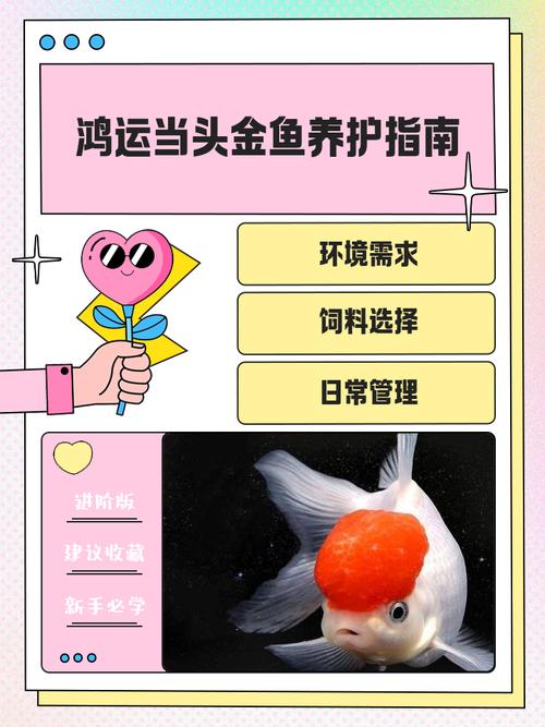 公司养鱼风水讲究有哪些？养鱼在公司有哪些注意事项？