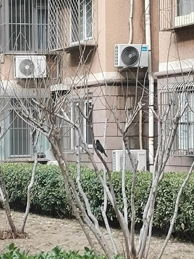 北京哪些小区被认为风水不佳且鸟类数量较多？