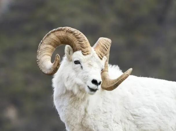 黄道吉日指的是什么动物？