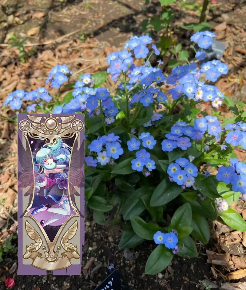 小花仙的生日花占卜中，她的生辰守护花具体怎么确定？