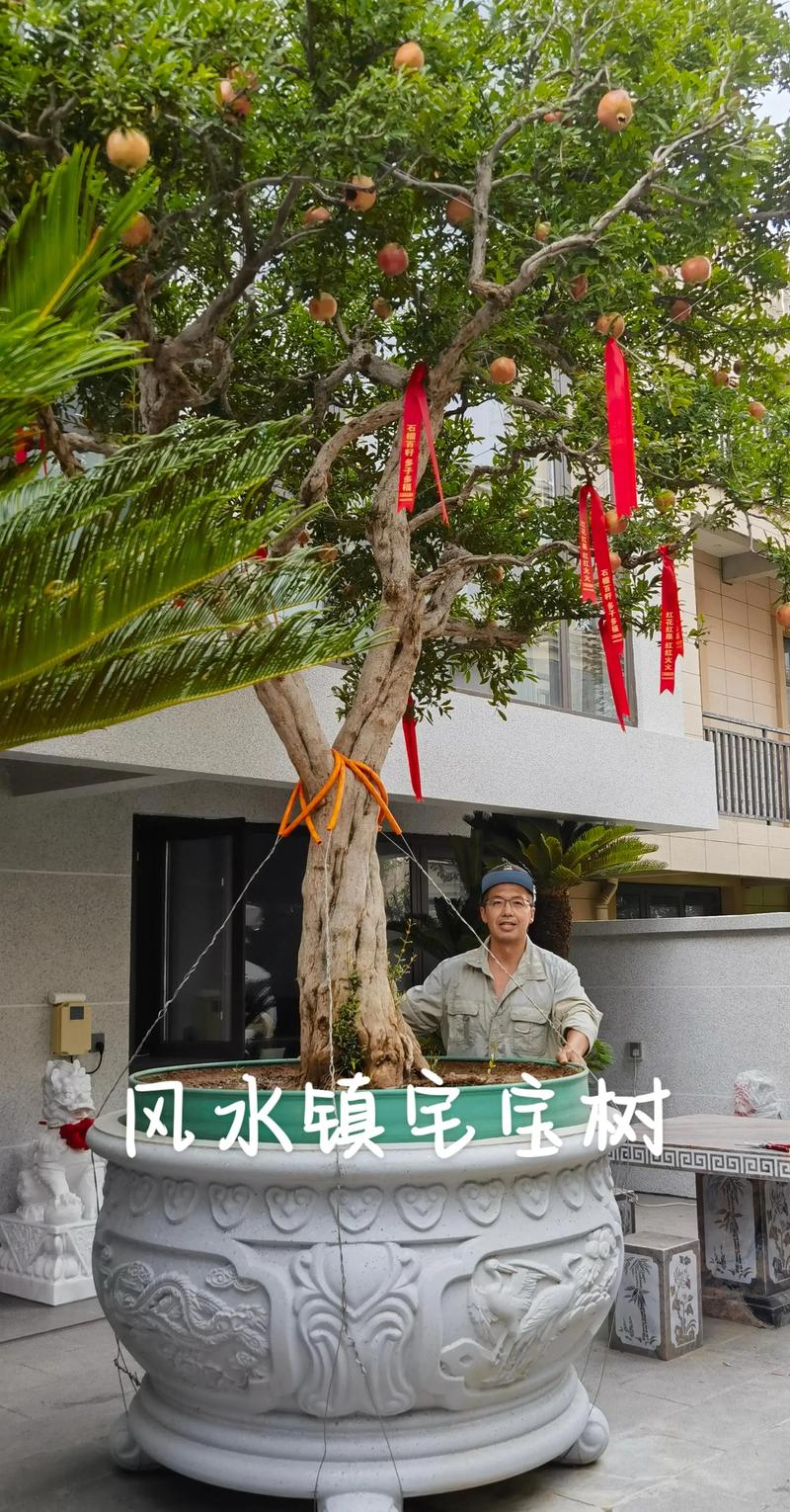 梦见房子里有樟树是什么吉凶预兆？