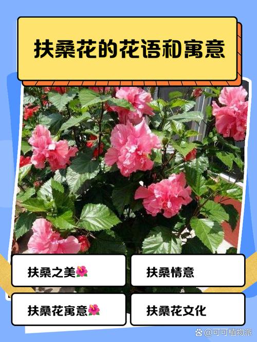 扶桑花在家中有老人时寓意不佳，这种说法有科学依据吗？