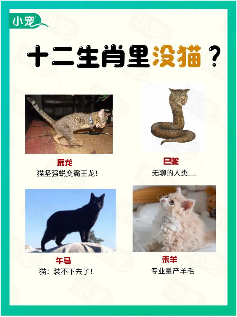 为什么十二生肖里没有猫，老虎却常被称作猫？
