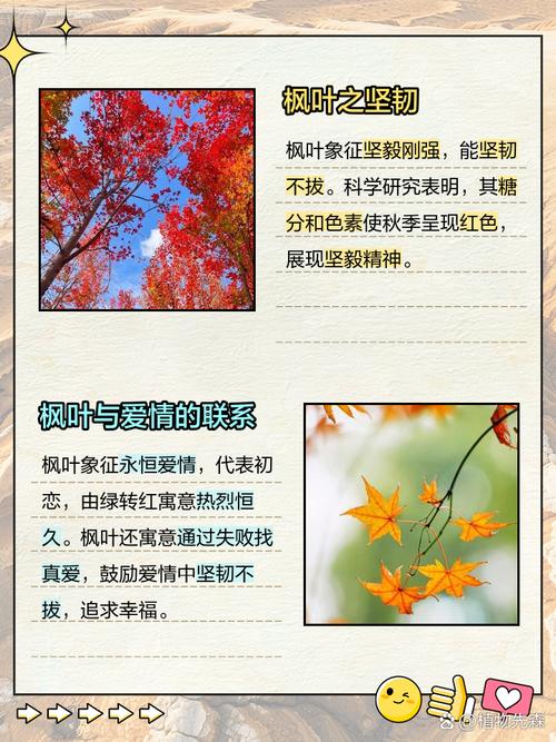 枫叶象征的爱情或友情，它代表着什么样的人呢？