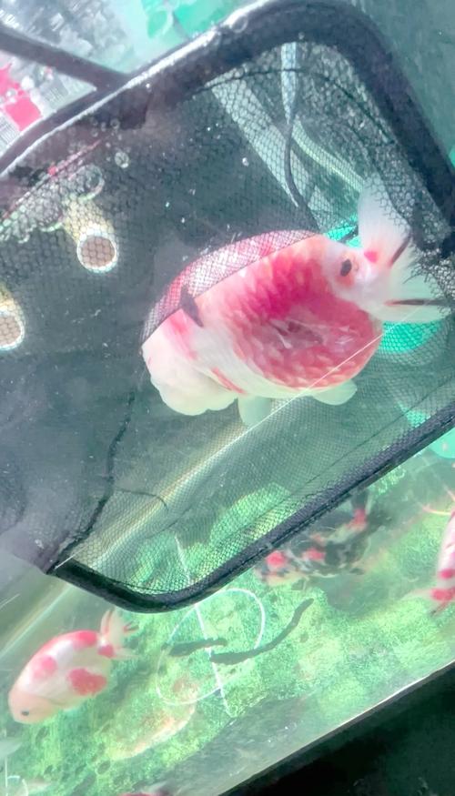 梦见金鱼身上溃烂以死，周公解梦金鱼是什么意思？