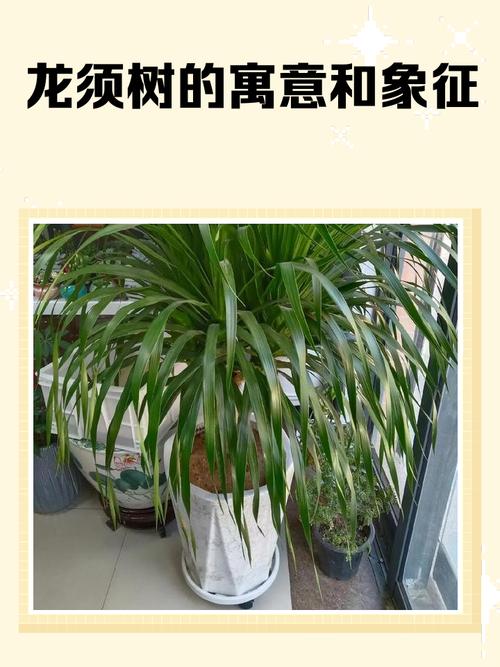 龙须树的寓意和风水摆放位置，如何体现其象征意义？