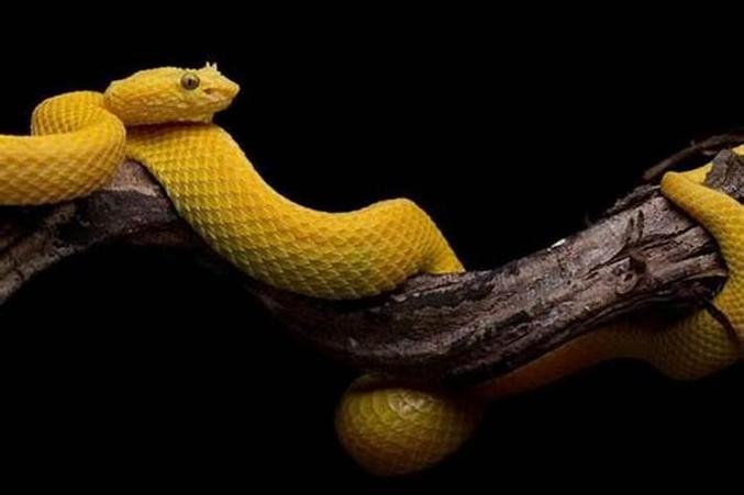 梦见黄色的蛇究竟预示着什么吉凶？