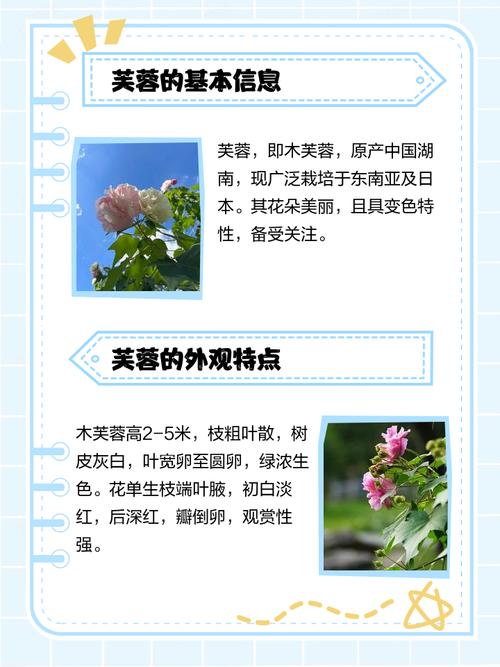 楚辞中提到的‘芙蓉’究竟是指哪种花？