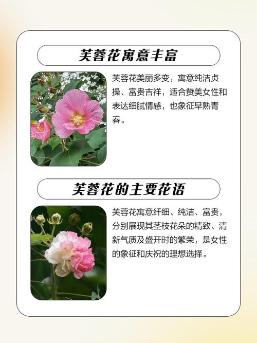 芙蓉花的花语和名字由来有什么寓意和象征？