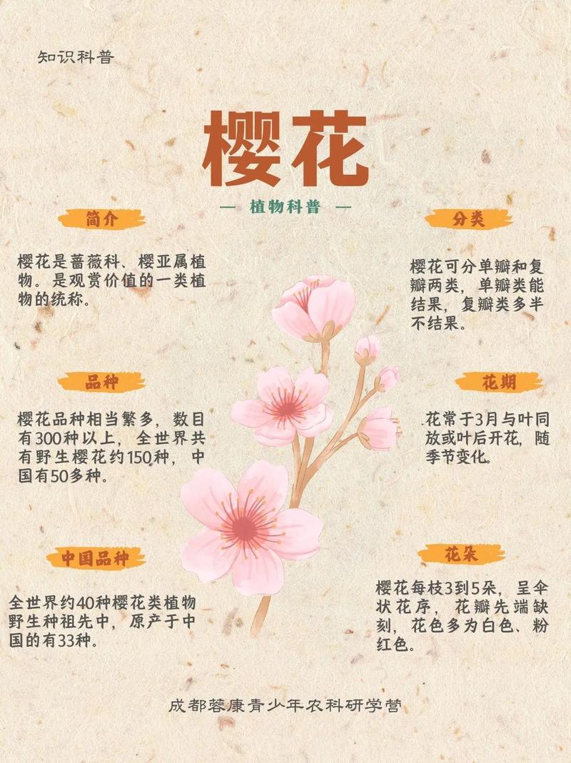 樱花树象征着什么它的特点有哪些？