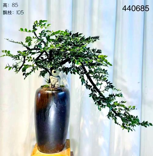 在住宅周围种植榆树有哪些风水讲究？
