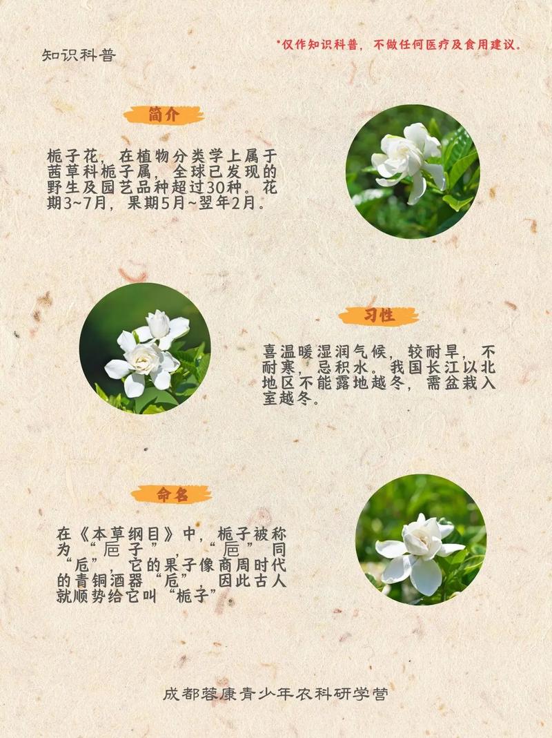 栀子花有哪些独特的外貌和显著特点呢？