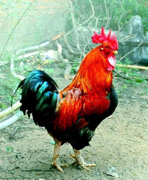 梦见被公鸡咬伤是什么预兆，有什么特殊含义？