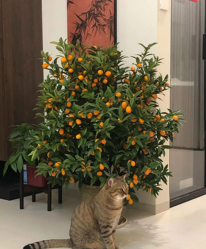 客厅摆放哪种花卉最符合风水吉祥？