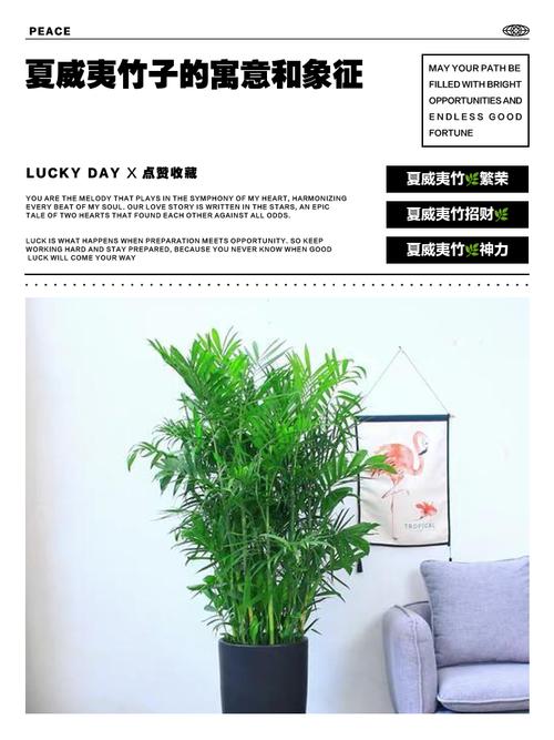 夏威夷竹子在家居风水中有哪些作用和功效，具体有哪些好处？