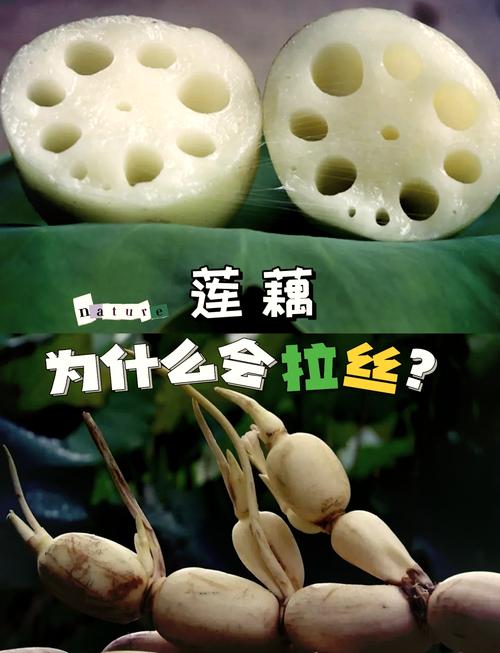女人梦见莲藕或大量莲藕预示着什么含义？