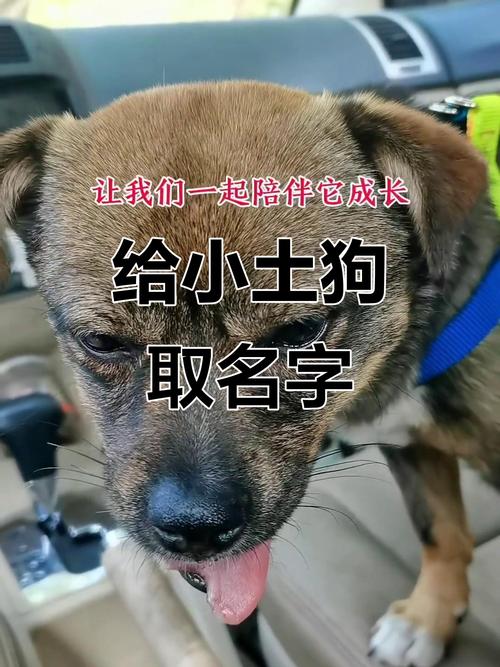霸气农村土狗名字大全，小土狗取什么好听的名字？
