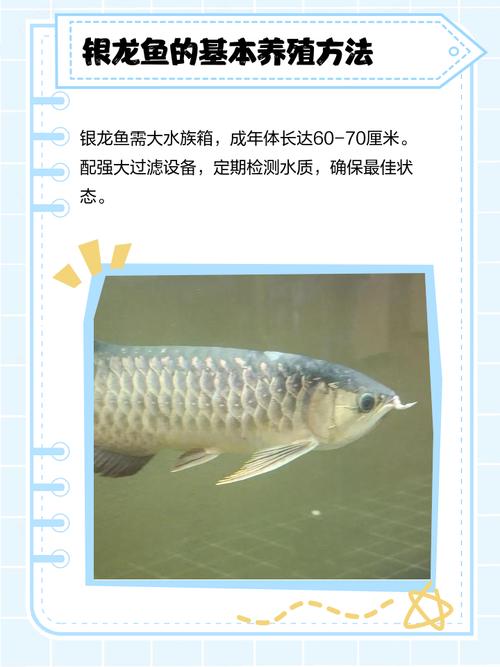 养银龙时有哪些禁忌或忌讳需要注意？