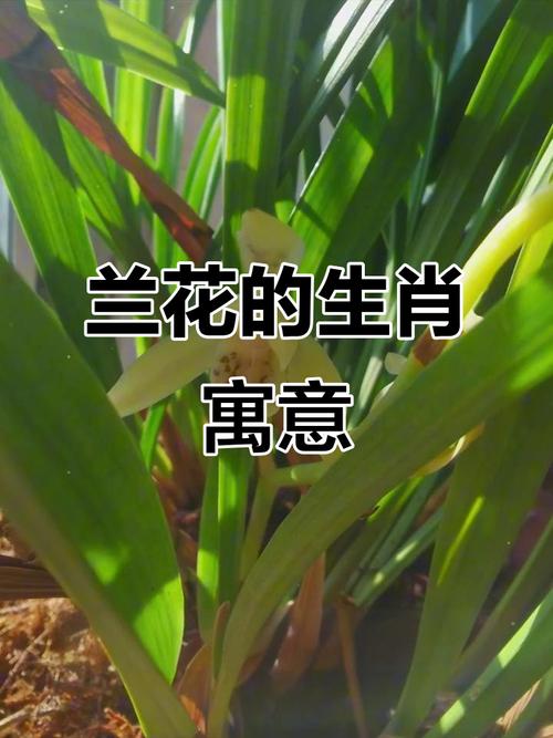 十二生肖中，兰花究竟属于哪个生肖动物呢？