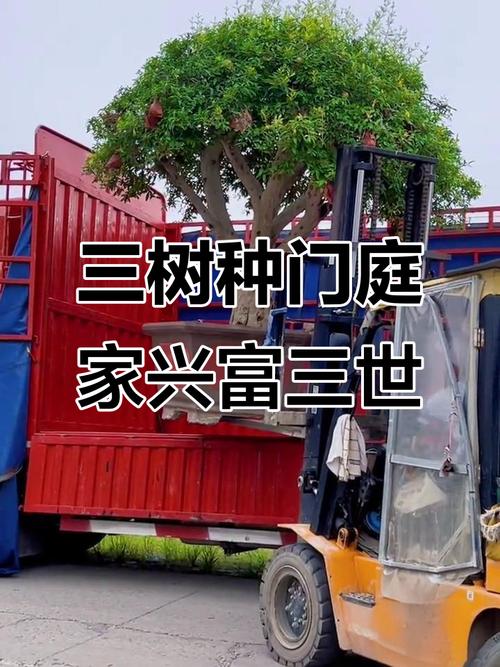 门口种三棵树是否符合风水和美观要求？