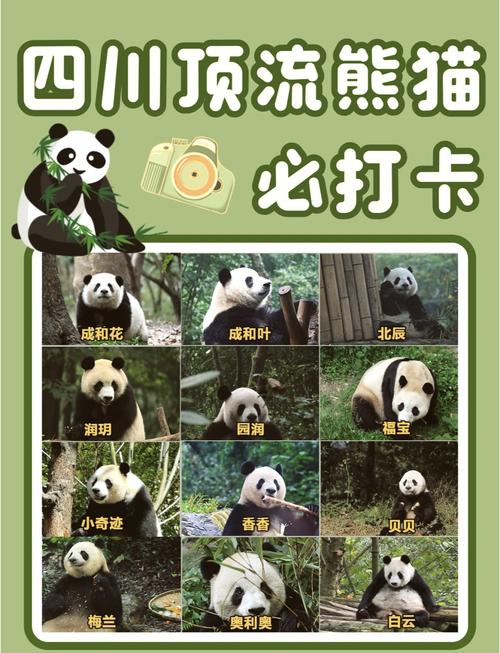 中国熊猫名字大全里都有哪些可爱的名字呢？