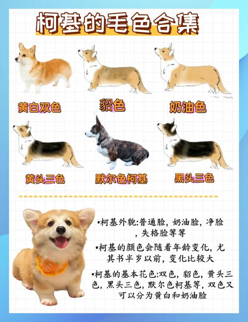柯基犬叫什么名字既招财又吉利呢？