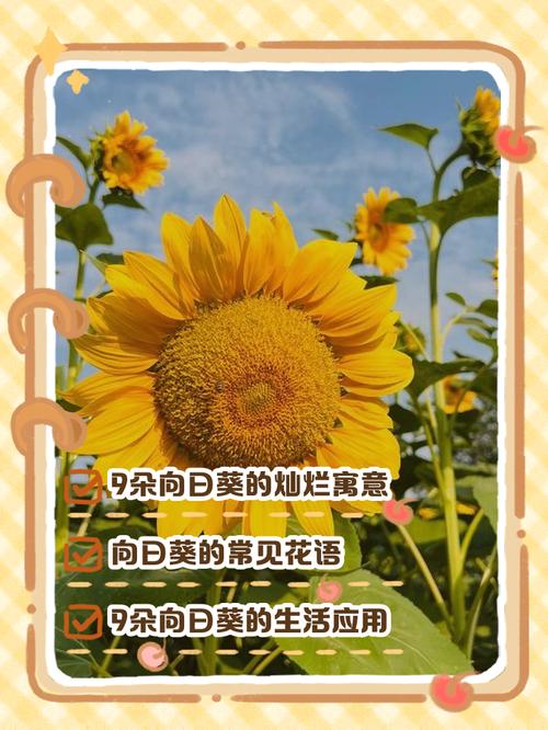 九朵向日葵花语和寓意分别是什么？