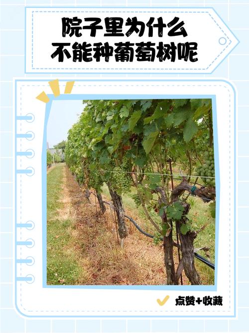 为什么风水上认为家里不宜种植葡萄树？