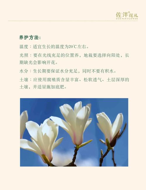 白玉兰的花语究竟代表着什么美好的寓意呢？