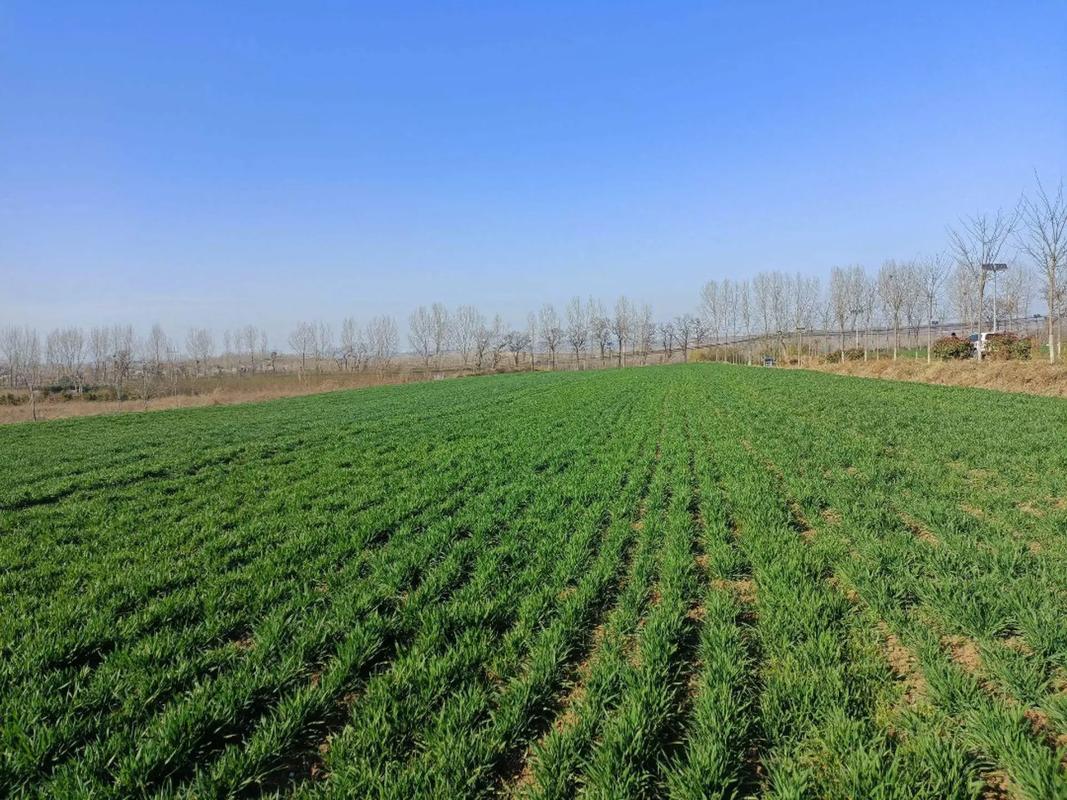 梦见挖野菜预示着什么含义或有什么特殊象征？