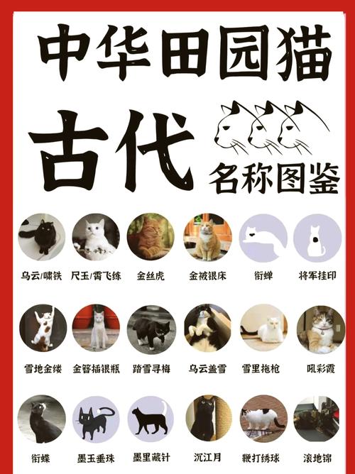 寓意吉祥的古代风宠物名，嫩否透露一二，让人心生欢喜？