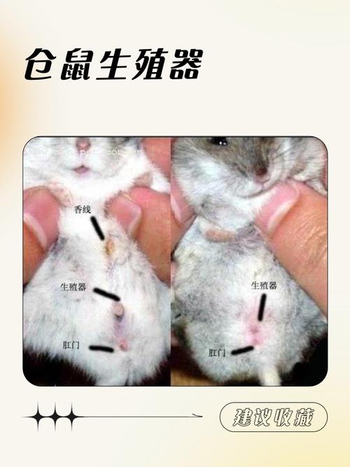 王姓仓鼠叫什么名字呢？您是如何为其挑选的呢？