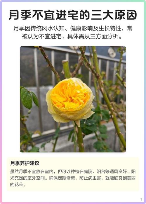 月季多刺摆放在大门马路对面会对家里风水产生什么影响呢？