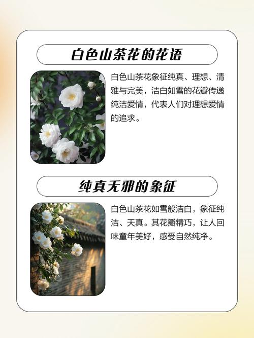白茶花的花语和寓意具体是什么？