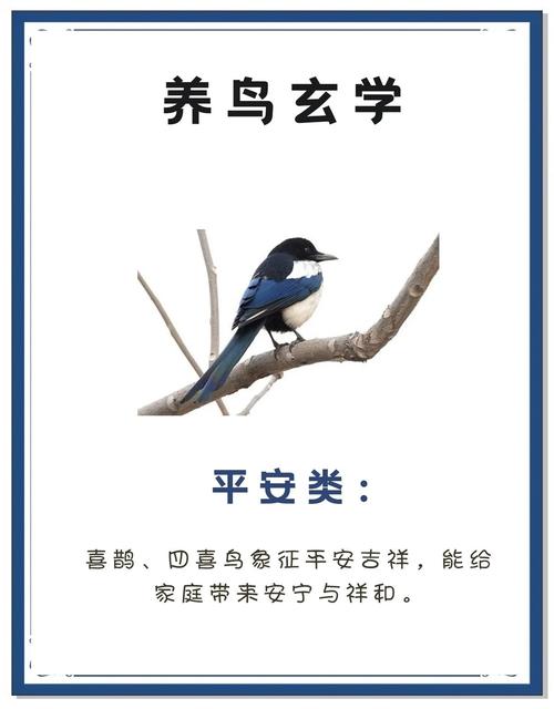 家里养鸟在窗外做窝，这样的风水布局对财运有影响吗？