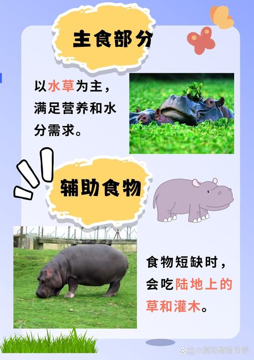 梦见河马吃人预示着什么？这是否意味着即将遭遇不幸或危险？