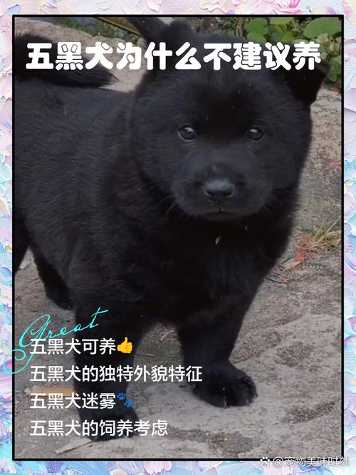 养黑狗会对家庭环境产生不良影响吗？过来人揭秘原因。