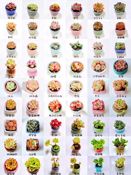 哪些多肉植物的品种是可以食用的呢？