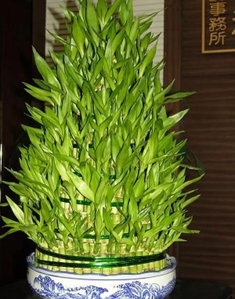 餐桌摆放风水富贵竹，放在哪些位置最有利于招财旺运？