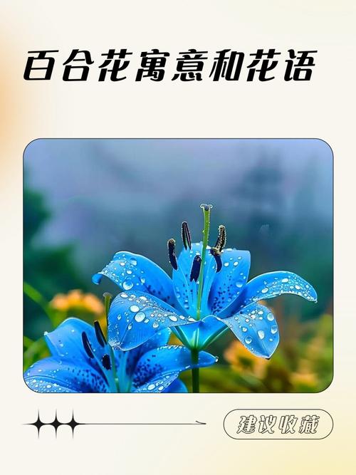 百合花的花语和象征意义具体是什么？