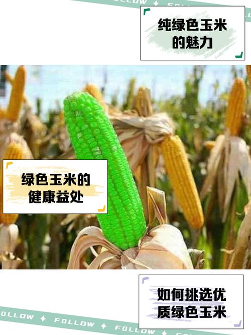 女人梦见带绿皮的嫩玉米棒子是什么预兆？