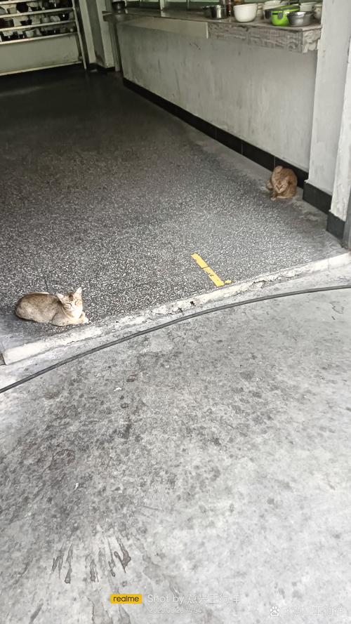 周易算命前世今生究竟揭示了怎样的神秘命运之谜？