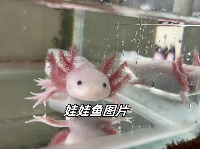 梦见娃娃鱼跳到我身上是什么预兆？有什么特殊含义吗？