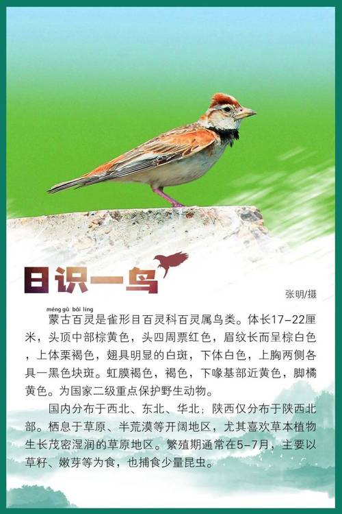 聪明伶俐的百灵鸟代表什么特质？