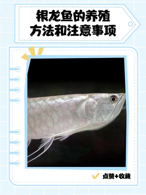 养银龙时有哪些禁忌或忌讳需要注意？