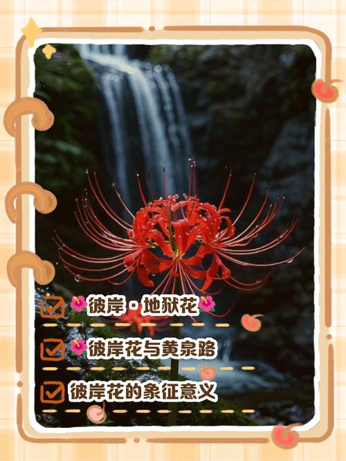 彼岸花真的有招鬼的说法吗？为什么它被认为不宜在家中养护？