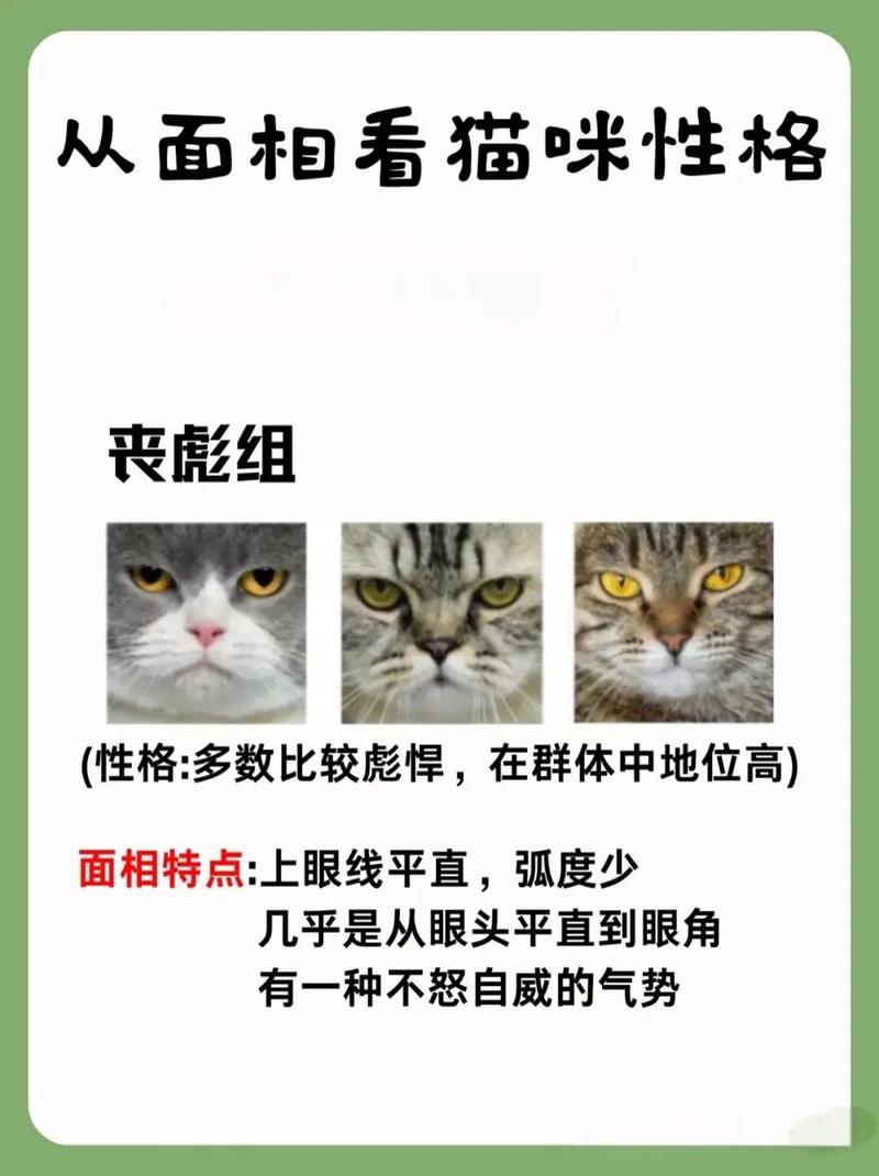 如何准确判断一只猫咪的性格好坏？