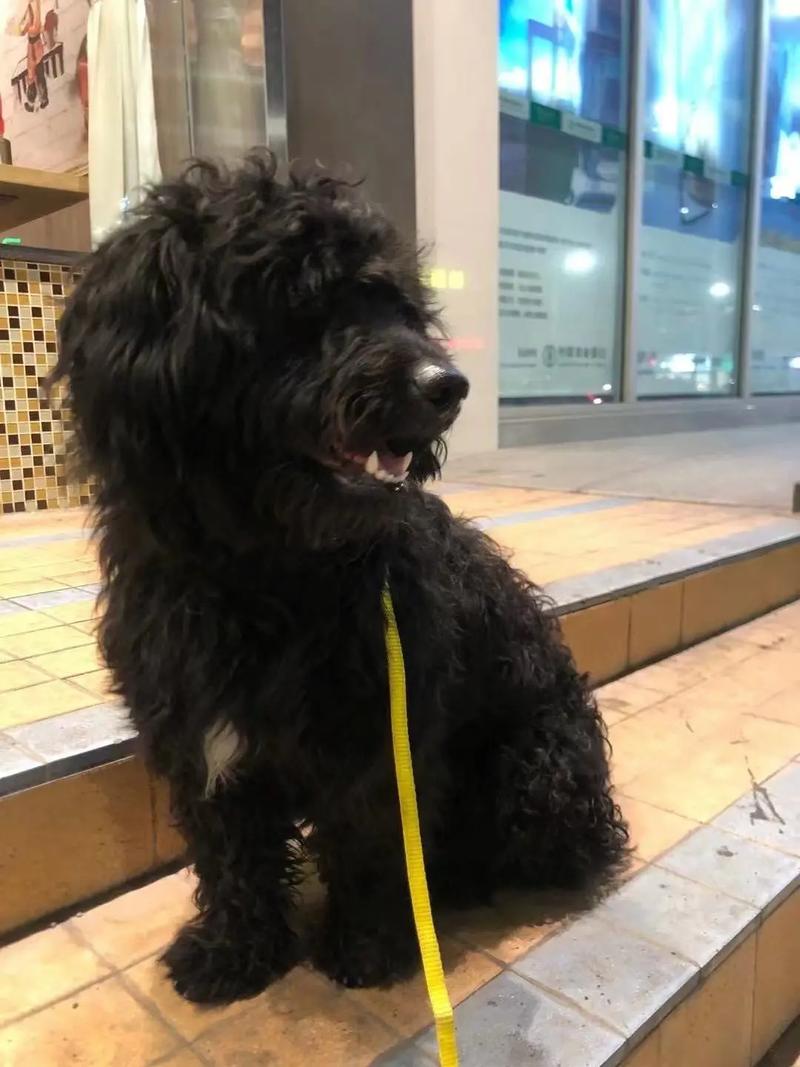 黑色泰迪犬可依取什么名字呢？有没有什么的建议？