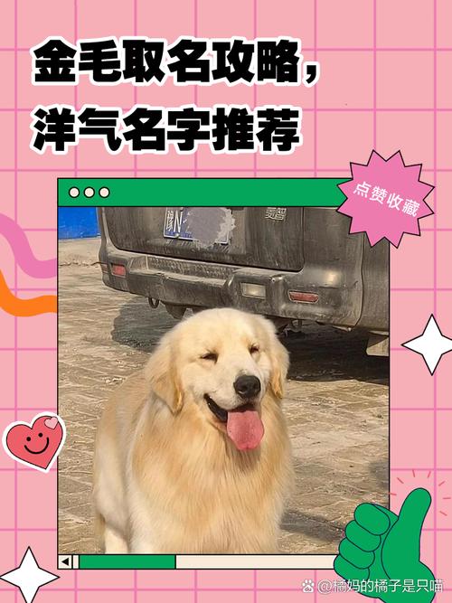 有哪些洋气的名字适合公金毛犬？